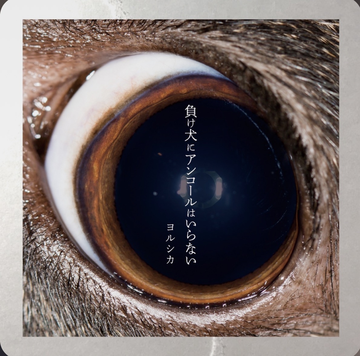 Hitchcock (ヒッチコック)